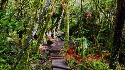 Obraz premium Wooden walkway through a lush rainforest.