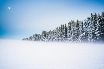 Majestic landscape featuring snow-covered pine trees with a moon in the blue sky on a foggy day