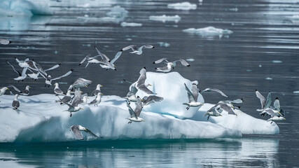 Gruppe von Dreizehenmöwen fliegt um Eisscholle in Grönland