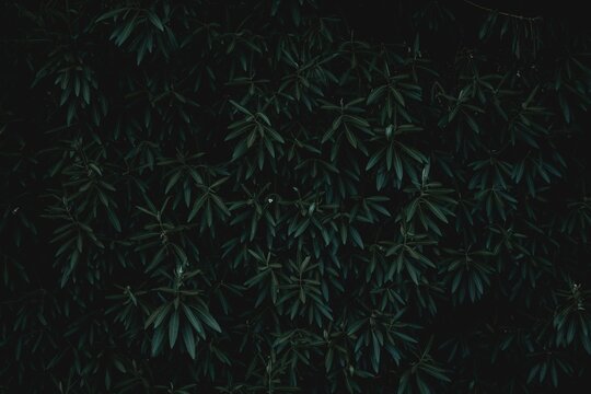 green leaves on a black background in the dark, which also includes the moon and