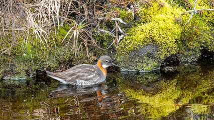 Odinsh&uuml;hnchen schwimmt im Wasser