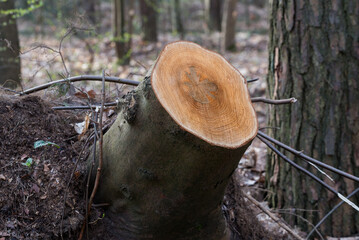 cut tree stump selective focus