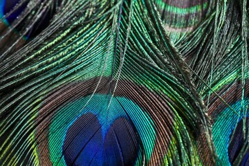 Vibrant closeup shot of a peacock feather.