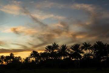 Beautiful orange and pink sunset illuminated by a golden light, with palm trees against the sky
