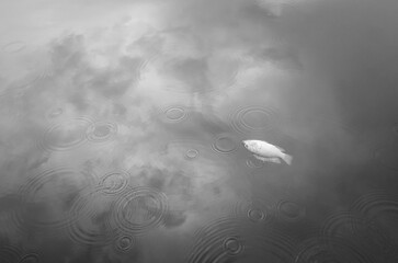 dead fish in the lake
