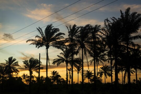 Beautiful orange and pink sunset illuminated by a golden light, with palm trees against the sky