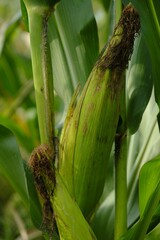 Closeup of a corn plant in a green field