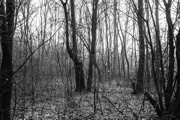 Fototapeta premium a black and white photo of a forest scene with the leaves scattered on the ground