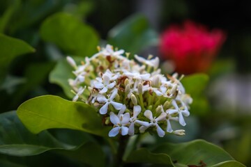 close up of a bunch of white flowers in the tree