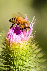 Macro of a bee extracting nectar from a bright pink flowering plant in a natural outdoor environment