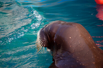 Obraz premium セイウチ