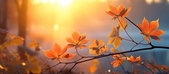 A twig with autumn leaves in shades of amber and orange, set against a red sky at dusk during sunset, with the afterglow casting a warm light on the natural landscape of grass - Powered by Adobe