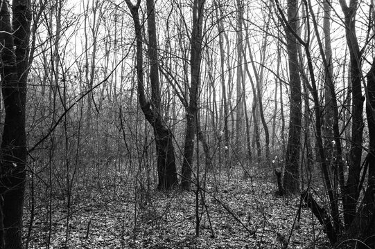 a black and white photo of a forest scene with the leaves scattered on the ground