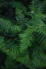 Fototapeta na wymiar Vibrant field of lush green fern in the wild