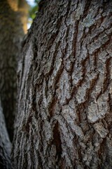 there is a close up shot of the bark on the tree