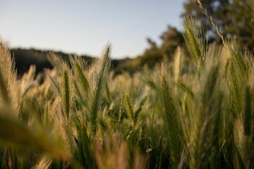 Obraz premium Scenic landscape featuring a lush wheat field with lush green grass in the foreground