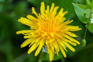 Closeup shot of a dandelion flower.