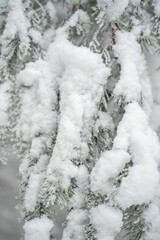 Fototapeta premium Scenic winter landscape featuring tall trees blanketed in a light dusting of snow