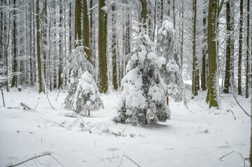 Scenic view of a wintery wooded area featuring snow-covered trees
