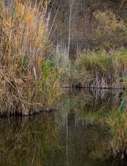 Tall reeds reflected in the calm lake