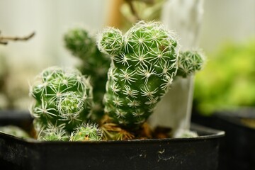 Closeup of cacti growing in the pot with blurred background of plants