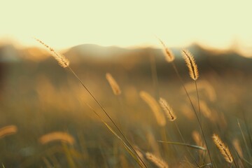 a close up view of grass in the wild at sunset