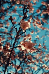 Close-up shot of a tree with blossoming branches with pink flowers on it