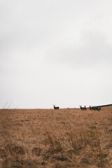 Idyllic rural scene featuring a herd of red deer standing on a golden hillside in Scotland