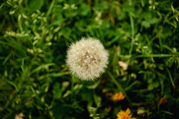 Obraz premium Single dandelion flower lies isolated amidst a lush, green field of grass