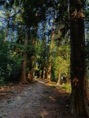 Winding, picturesque road in a lush, wooded landscape with towering pine trees