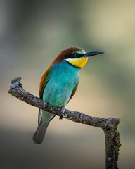 Closeup of a European bee-eater (Merops apiaster) perched on a branch