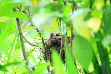 the nest is on a small branch in a bush filled with green leaves