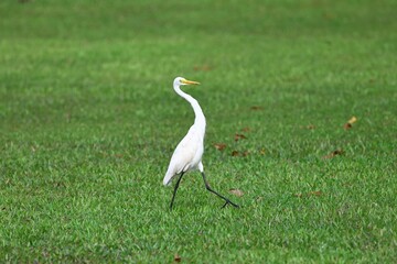 Great white egret (Ardea alba) perched atop a grassy field