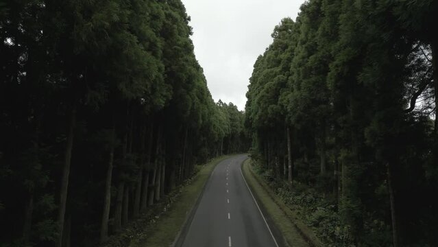 Drone shot of a paved road passing through dense green woods on a cloudy daytime