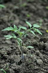 Image of a vibrant green plant sprouting in the soil