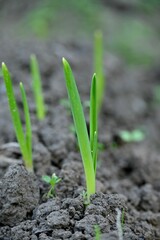 green grass grows from the dirt and leaves in an arid field
