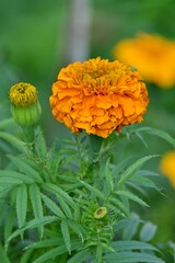 Vibrant Marigold blooms sitting side by side, facing each other in a beautiful, peaceful display