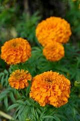 several bright orange flowers on a bush near a forest area