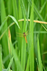 there is a small dragonfly that is perched on the grass