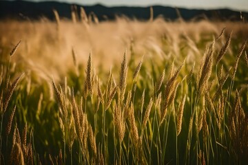 Obraz premium Create a creative representation that highlights the varying hues and textures of grass crops throughout the year, illustrating their alluring beauty in various seasons