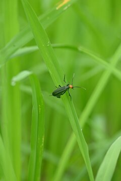 Vertical selective focus shot of an epicauta bug on a green grass blade