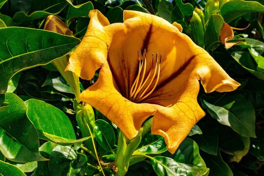 Closeup shot of Solandra maxima, cup of gold vine surrounded by lush green foliage.