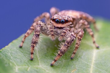 Macro shot of a small spider on a leaf