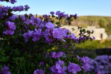 Obraz premium Closeup of purple azalea flowers on a green shrub