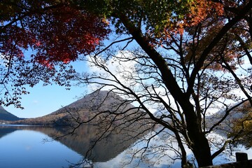 Scenic view of red leaves of a tree in autumn near a lake