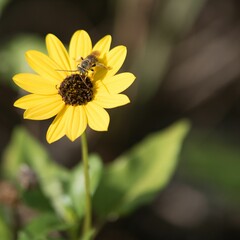 Closeup of a bee atop a bright yellow flower on a sunny day