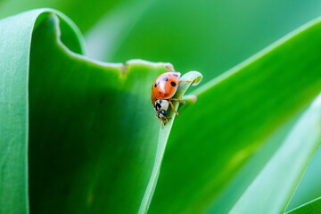 Vibrant red and black ladybug perched atop a lush green leaf