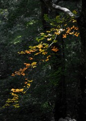 the leaves of a tree are changing color in the dark