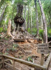 Vertical shot of Canada's Gnarliest Tree in Upper Avatar Grove near Port Renfrew, Vancouver Island