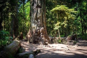 Beautiful shot of giant trees in the Cathedral Grove forests near Port Alberni, Vancouver Island